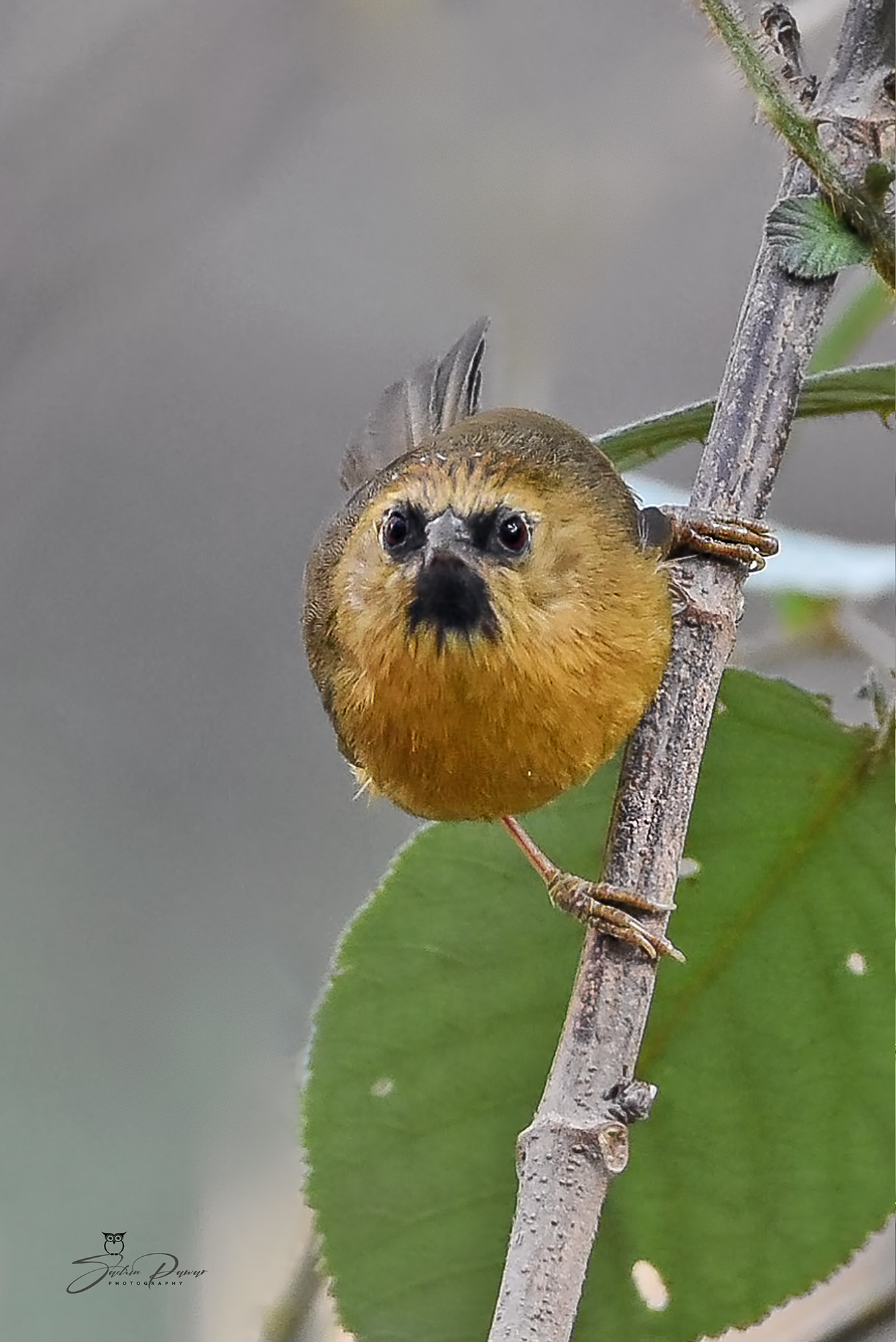 Perching Birds